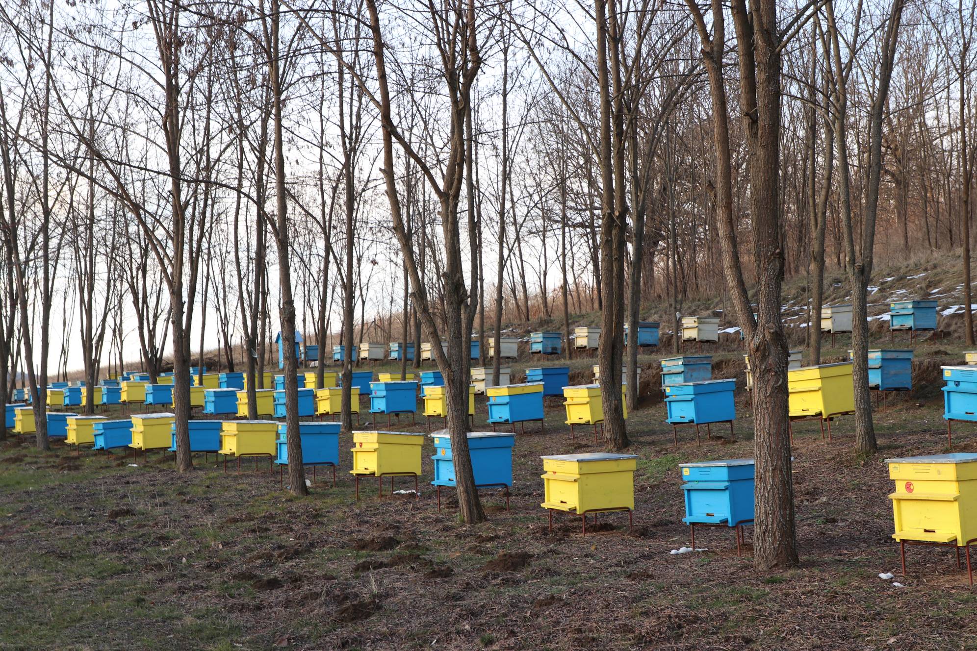 Пчеларство, кошери, производство на пчелен мед 